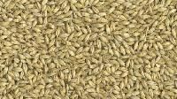 Grain Seeds