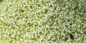 Loose Jasmine Flowers