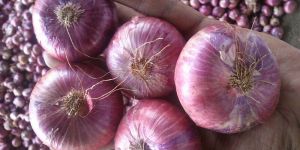 Big Red Onion