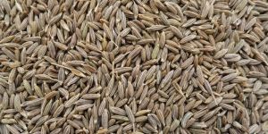Cumin Seeds
