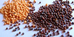Mustard Seeds