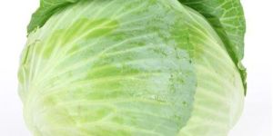 Cabbage