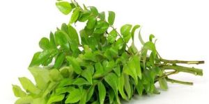 Curry Leaves