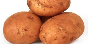 Potato