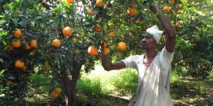 Fresh Nagpur Orange
