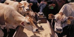 Veterinary Feed Supplements