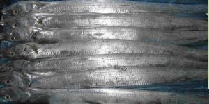 Frozen Ribbon Fishes