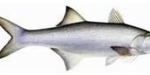 Frozen Salmon Fishes