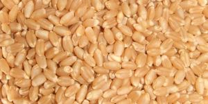 Wheat Seeds