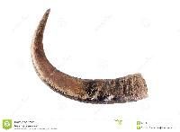 Buffalo Horns