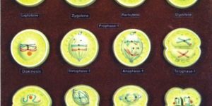 Animal Cell Division Meiosis