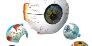 Human Eye Model