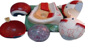 Human Eye Model On Bony Base