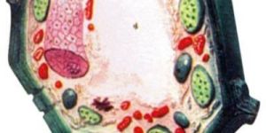 Typical Plant Cell Model