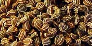 Celery Seed Oil