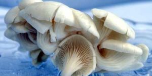 Fresh Oyster Mushrooms-02