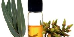 Eucalyptus Oil