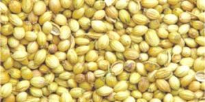 Coriander Seeds
