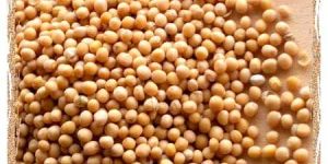 Mustard Seeds