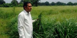 JAMROSA  ESSENTIAL OIL