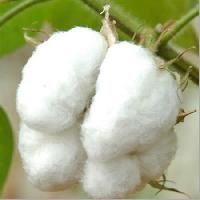 Indian Raw Cotton