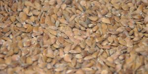 Apple Seeds