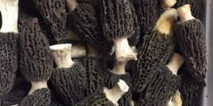 Morchella Conical - Wild morel Mushrooms