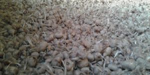 Saffron Bulbs