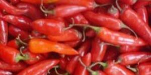 H Red Chillies