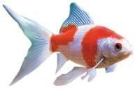 Ornamental Fish