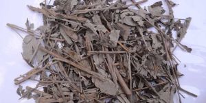 Nirgundi Leaf {vitex Negundo}