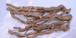 Punernova {boerhaavia Diffusa}