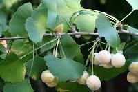 Ginkgo Biloba