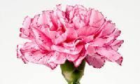 Carnations