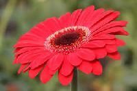 Gerbera