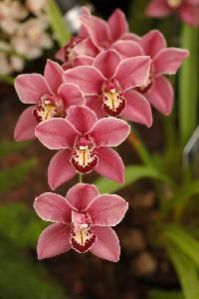 Orchids