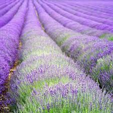 Lavender Oil