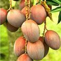 Mangoes