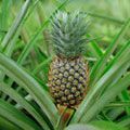 Fresh Pineapple
