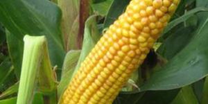 Maize Seeds