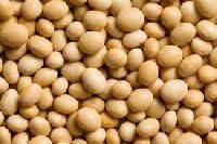 Soya Seed