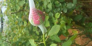 Fresh Rose