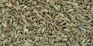Fennel Seeds