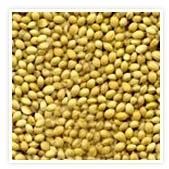 Coriander Seeds