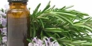 Eucalyptus Oil