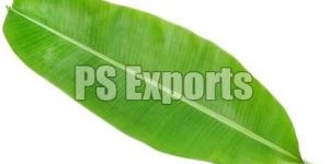 Fresh Banana Leaves