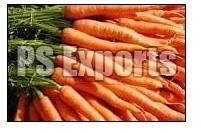 Fresh Carrot