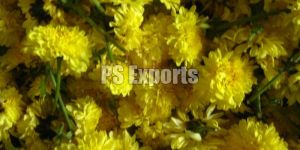 Fresh Chrysanthemum Flowers