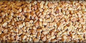 Indian Fenugreek