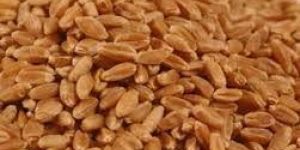 Wheat Seeds